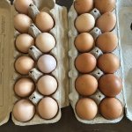 Fresh eggs from Byron