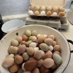 Fresh eggs from Laura